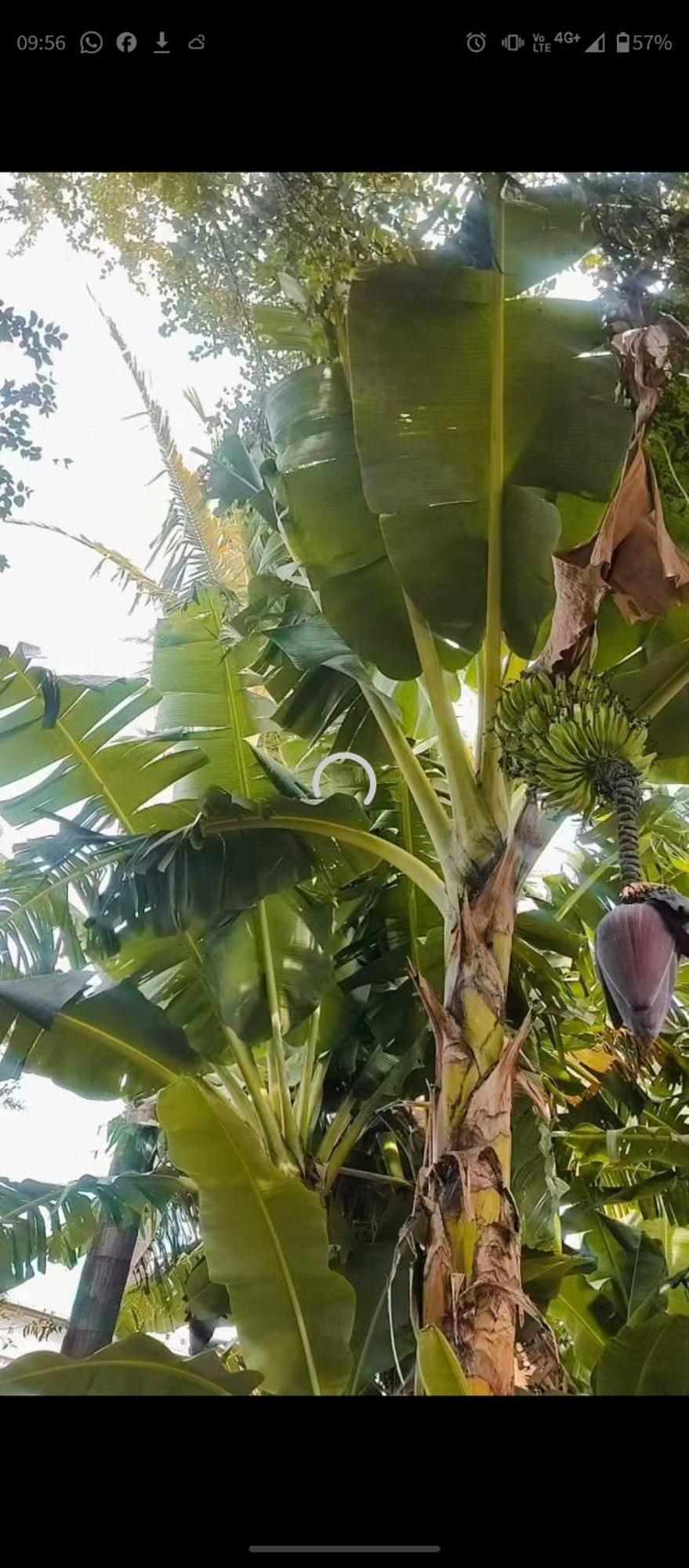 Pe De Pitanga - Unica Casa Arborizada Do Quarteirao Com Arvores Frutiferas Maringá Exterior foto
